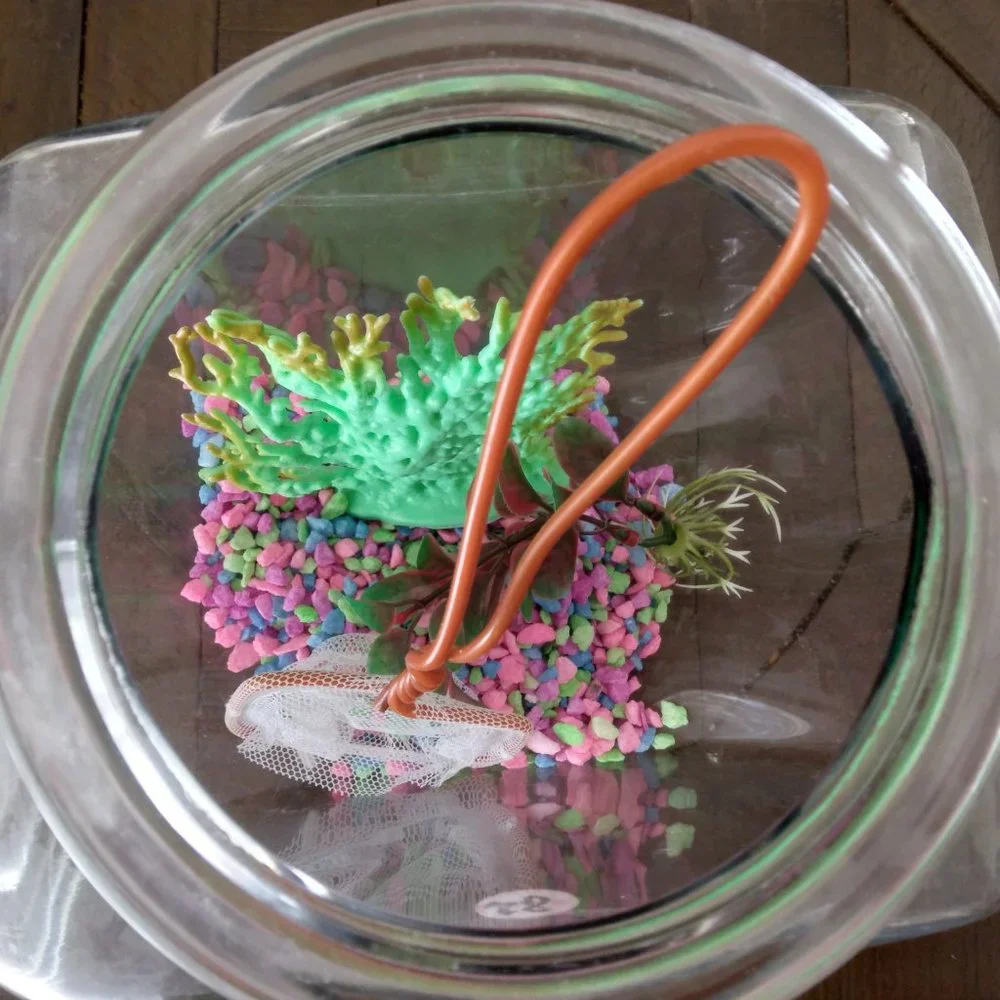 Gold fish Aquarium